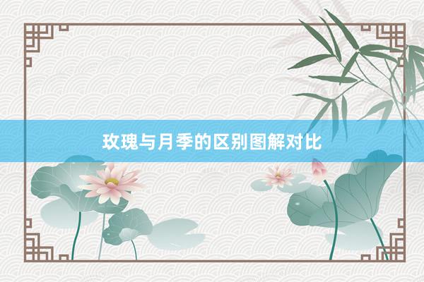 玫瑰与月季的区别图解对比